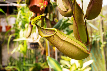Close up Nepenthes plant in the Cloud Forest