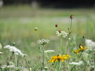 field of wild flowers