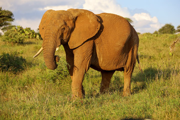 Close Up Photo of Elephant Eating Grass in Kenya, Africa
