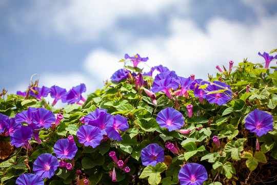 Ipomoea. Campanilla morada. Flores.