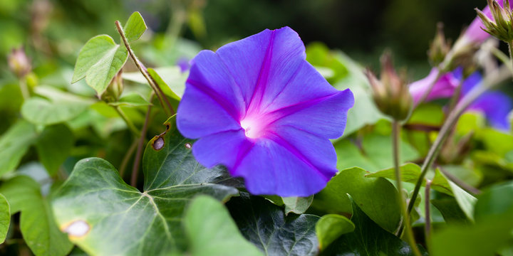 Ipomoea. Campanilla morada. Flores.