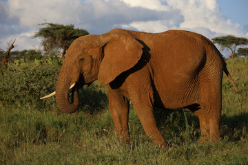 Fototapeta na wymiar Close Up Photo of Elephant Eating Grass in Kenya, Africa