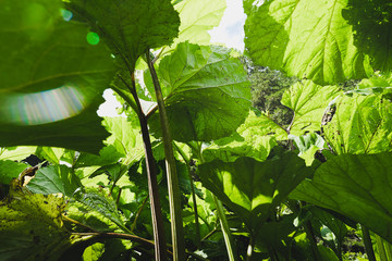green burdock leaves in the sun