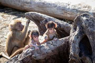 Obraz premium A baby Hamadryas Baboon playing outside with their family unit
