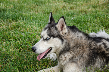 A husky dog lies on the green grass for a walk on a summer day.