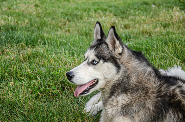 A husky dog lies on the green grass for a walk on a summer day.