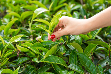 Close-up, the girl gently collects the top leaves of tea from green bushes high in the mountains. Tea Valley tea production