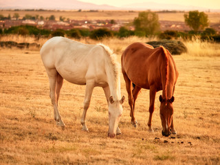 Fototapeta premium Pair of horses of brown and white colors, eating yellow grasses during a sunset in a mountainous bucolic sunset landscape