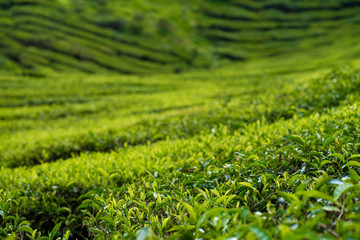 Tea plantations Cameron Valley. Green hills in the highlands of Malaysia. Tea production. Green bushes of young tea.