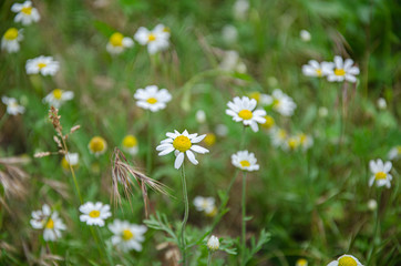 Field, wild, pharmacy chamomile in the garden in summer.