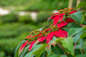 Euphorbia is a beautiful poinsettia green plant with bright red leaves. Christmas holidays, popular seasonal decoration