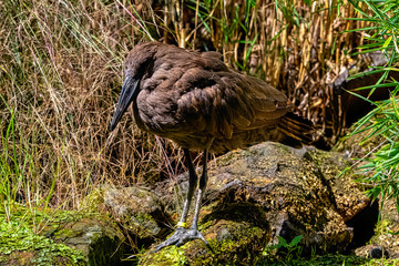 Scopus umbretta known as hamerkop is a medium-sized African wading bird