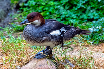 Mergellus albellus known as smew - female in dark plumage