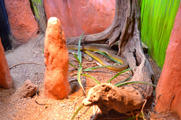 Obraz premium A Large Snake Far Away View - Inside of Desert Zoo Exhibit