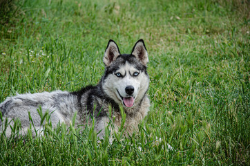 A husky dog lies on the green grass for a walk on a summer day.