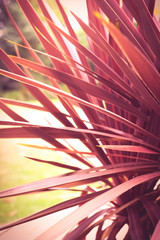 Tropical plant leaves in sun light in a sunny summer garden