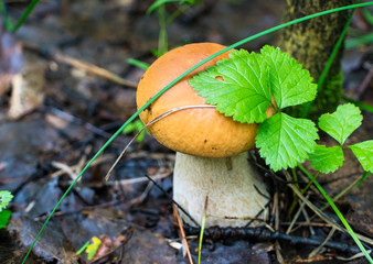White mushroom boletus in the forest under a green leaf.