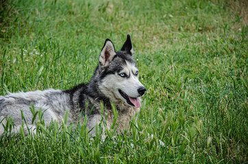 A husky dog lies on the green grass for a walk on a summer day.