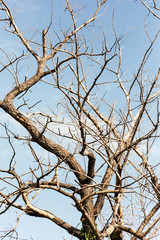 Dry tree. Branches of dry tree on background of blue sky. Environmental protection.