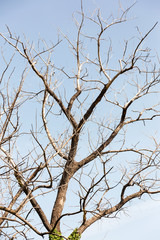 Dry tree. Branches of dry tree on background of blue sky. Environmental protection.