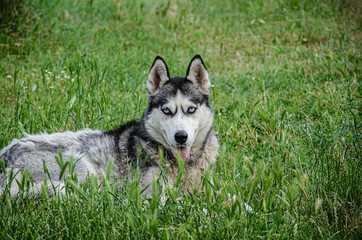 A husky dog lies on the green grass for a walk on a summer day.