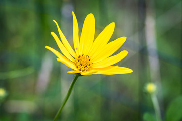 Obraz premium Meadow Hike