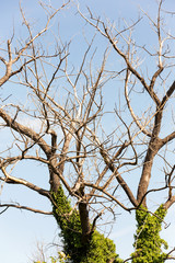 Dry tree. Branches of dry tree on background of blue sky. Environmental protection.