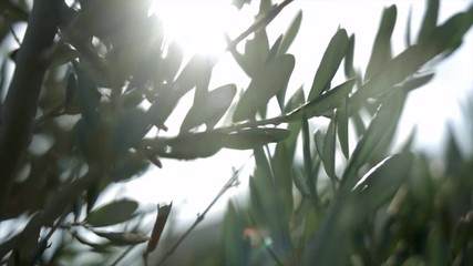 Beautiful nature plant fat leaves leaf green garden luxury luxurious summer spring fauna