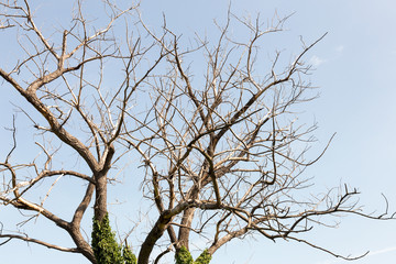 Dry tree. Branches of dry tree on background of blue sky. Environmental protection.