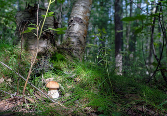 White mushroom boletus in the forest under a tree.