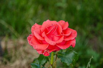 A scarlet rose in the garden on a summer day.