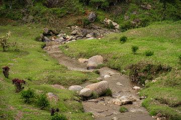Tea plantations Cameron Valley. Green hills in the highlands of Malaysia. Tea production. Green bushes of young tea.
