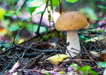 White mushroom boletus in the forest close-up.