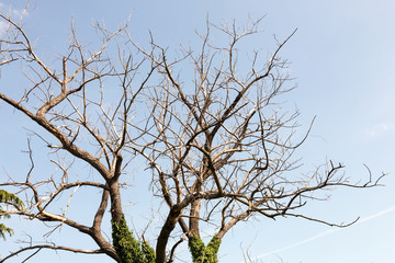 Dry tree. Branches of dry tree on background of blue sky. Environmental protection.