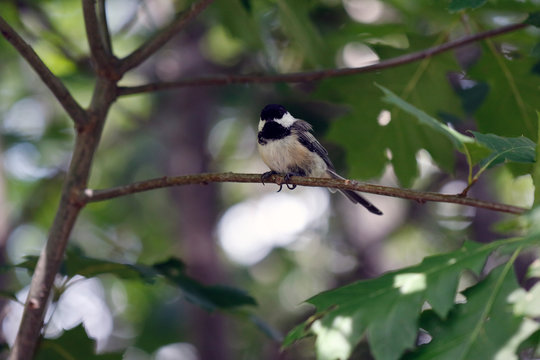M&eacute;sange &agrave; t&ecirc;te noire