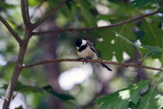 M&eacute;sange &agrave; t&ecirc;te noire