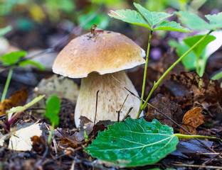 White mushroom boletus in the forest close-up.