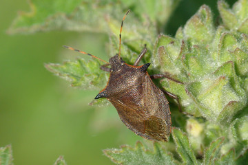 Stink Bug (Picromerus nigridens)