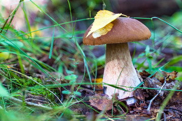 Large White mushroom boletus in the forest in a clearing.