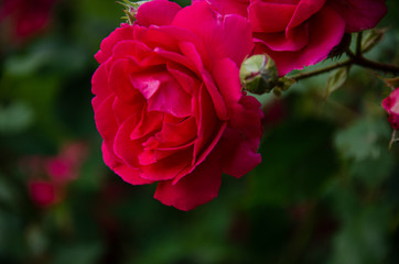 Red rose on a summer day in the garden.