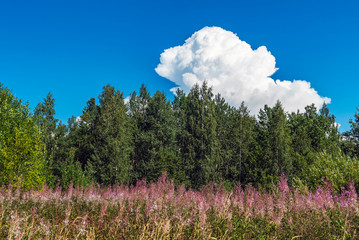 A white cloud over the forest on a blue sky on a summer day.