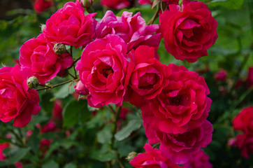 Rose buds. Bush with red roses in the park.