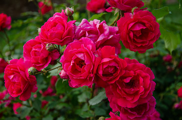 Rose buds. Bush with red roses in the park.