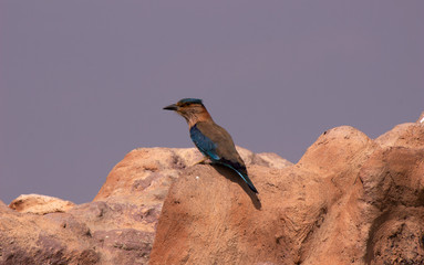 A bird on a rock