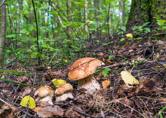 Three White boletus mushrooms in the forest under a tree.