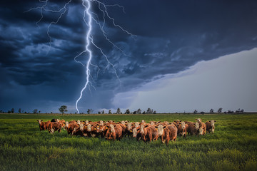 Herd of Cows Bracing Together in a Field for the  Lightning Tornado Thunder Storm