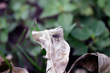 une mouche sur une feuille morte