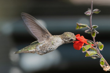 Fototapeta na wymiar Male Anna's Hummingbird Feeding on Bright Red Flowers in the Garden