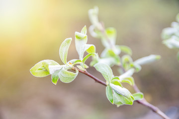 Green spring leaves with bokeh and sunlight