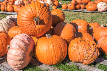 Heap of big pumpinks on sale in a farmers market on a sunny day